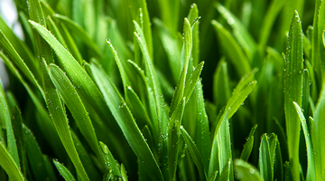 This Month’s Spotlight: Wheatgrass Shots